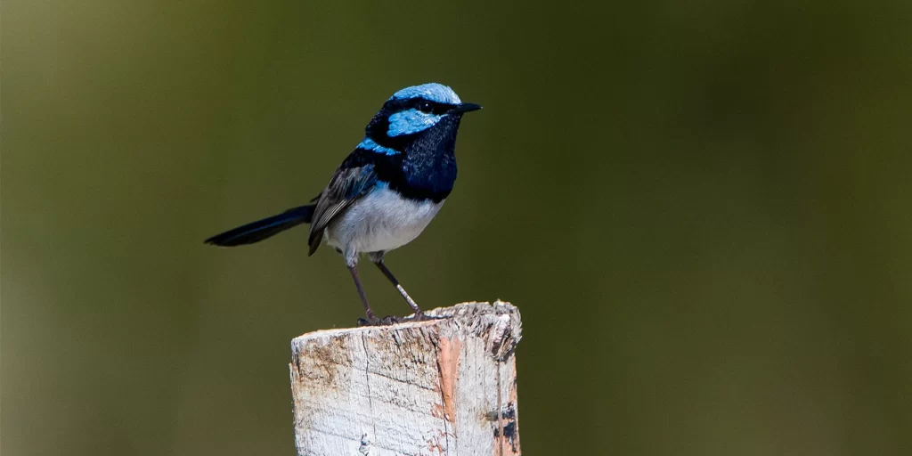 Digital Detox: Birdwatching Walk with Professor Hugh Possingham