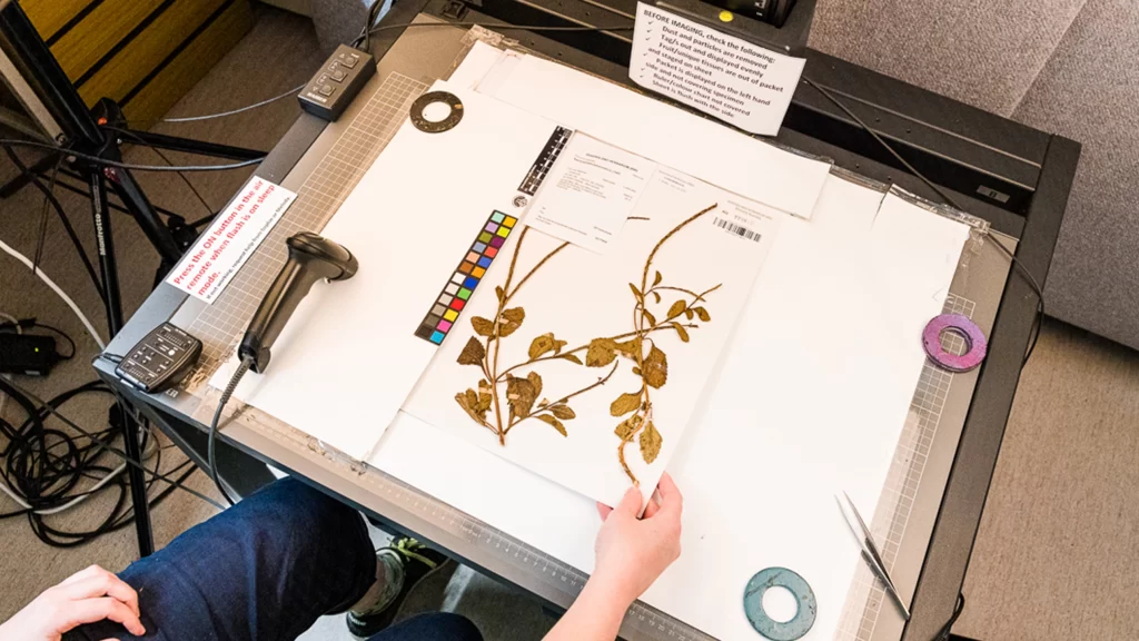 Labs Unlocked: The Queensland Herbarium