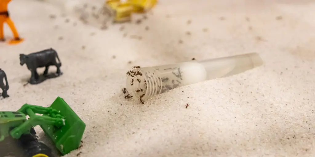 Ants Uncovered: A Journey into the World of Ants