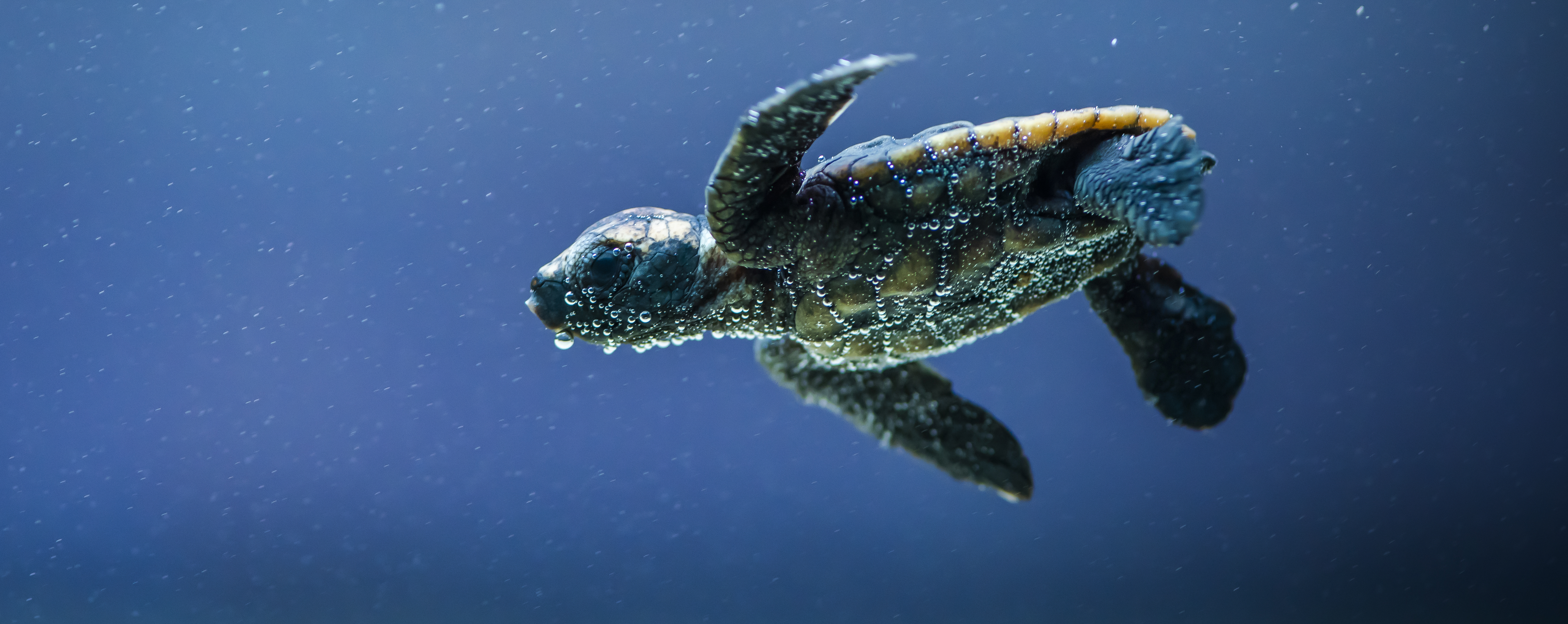 Meet the Baby Turtles - Live Stream at The Hatchery - World Science ...