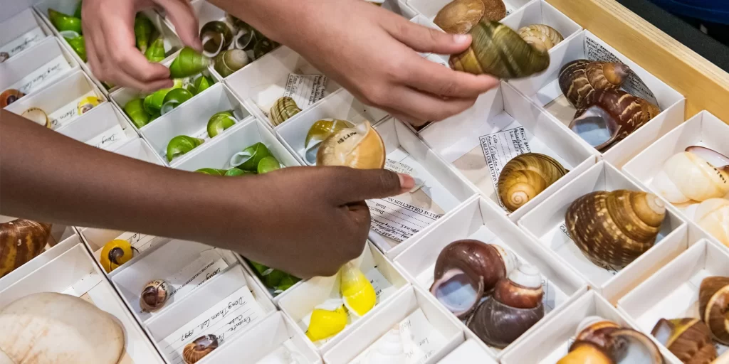 Queensland Museum: The Snail Whisperer