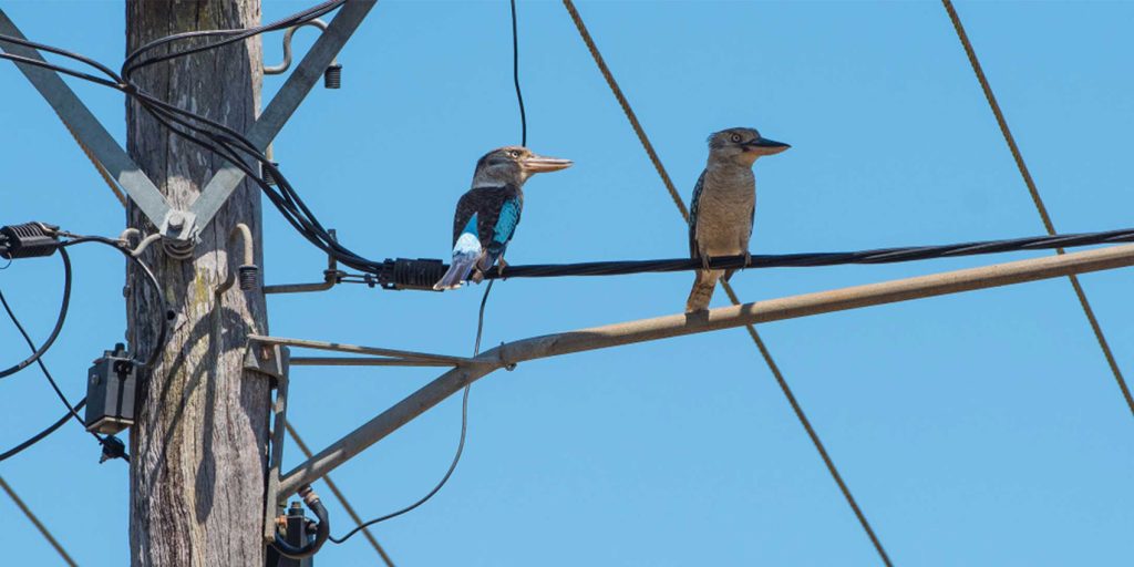 Big City Birds: The Secret Lives of Urban Avians