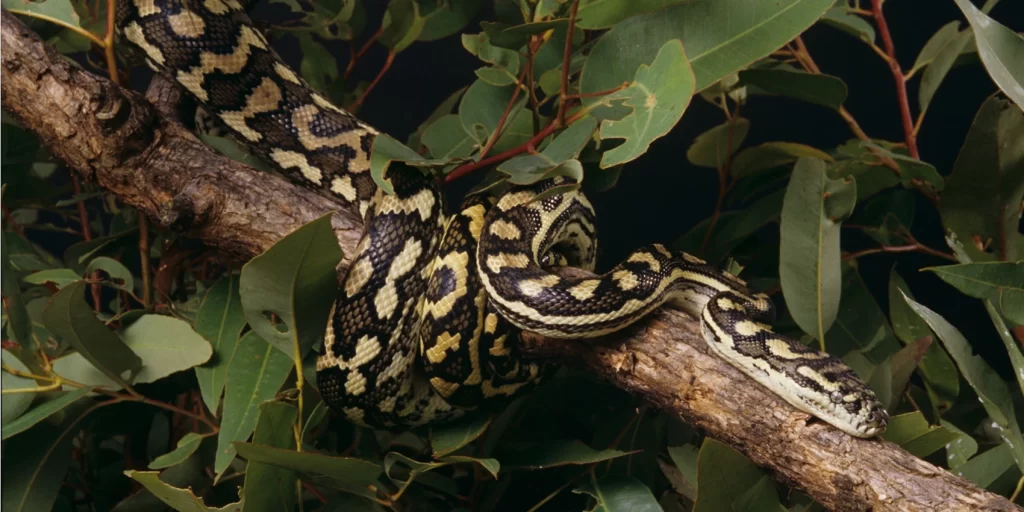 Digital Detox: Herpetology (snake) walk with Corey Tutt