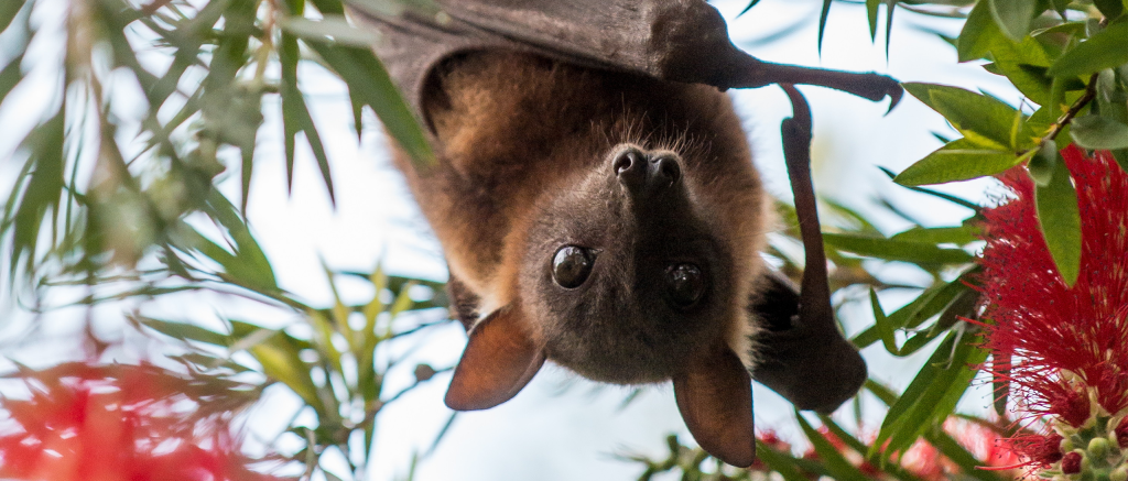Digital Detox: Fantastic Flying Foxes