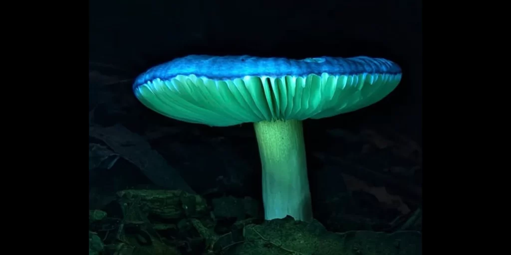 Digital Detox: Fungi Finding Walk with Jeremy Hegge from @Partial_Veil