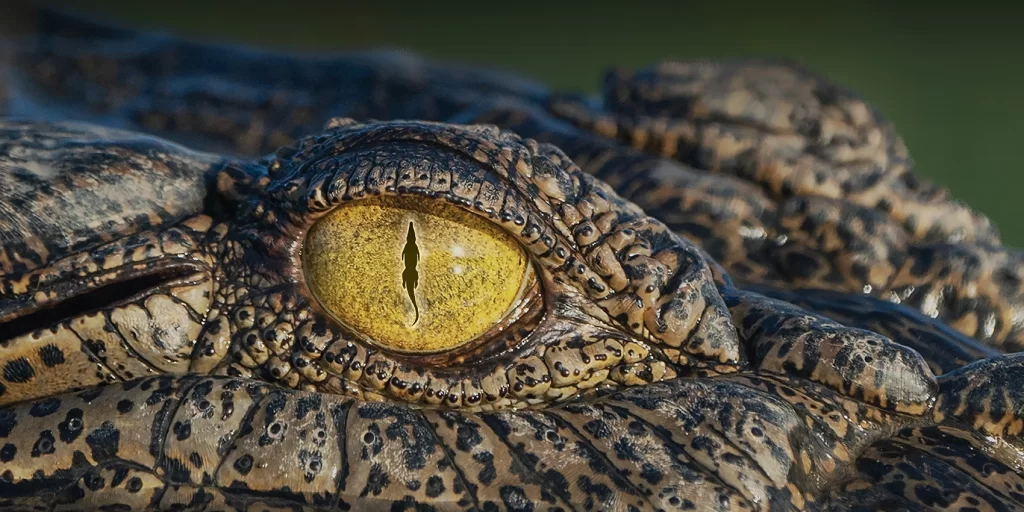 Croc! Lost Giants to Living Legends