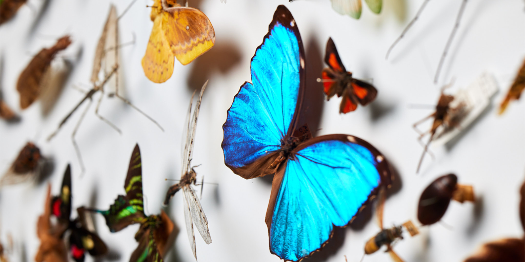 Entomology with Queensland Museum Scientists