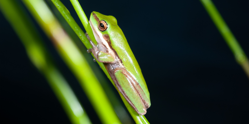 FrogID: Citizen Science for Frog Conservation